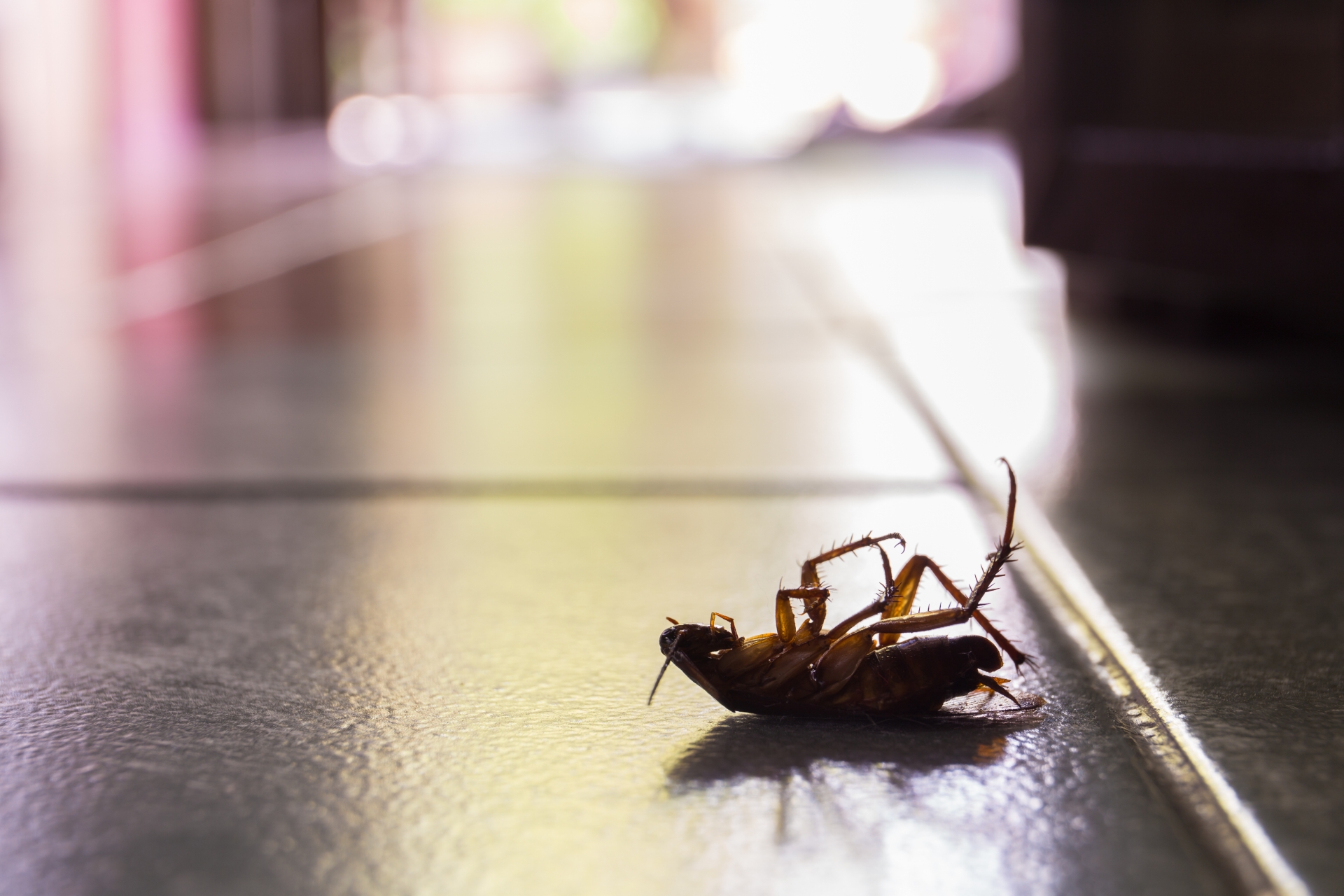 Cockroach Control, Pest Control in Chertsey, Ottershaw, Longcross, KT16. Call Now 020 8166 9746