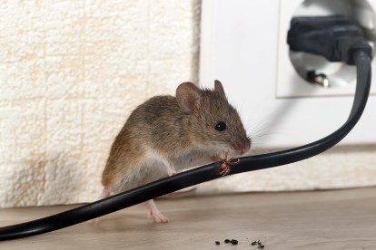 Pest Control in Chertsey, Ottershaw, Longcross, KT16. Call Now! 020 8166 9746