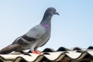 Pigeon Pest, Pest Control in Chertsey, Ottershaw, Longcross, KT16. Call Now 020 8166 9746