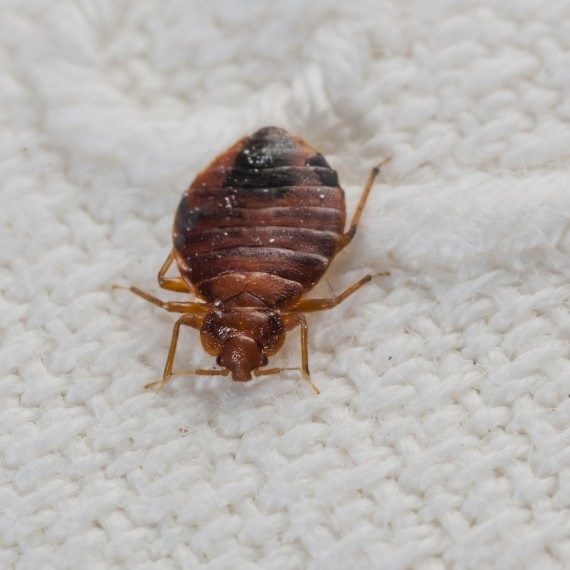Bed Bugs, Pest Control in Chertsey, Ottershaw, Longcross, KT16. Call Now! 020 8166 9746