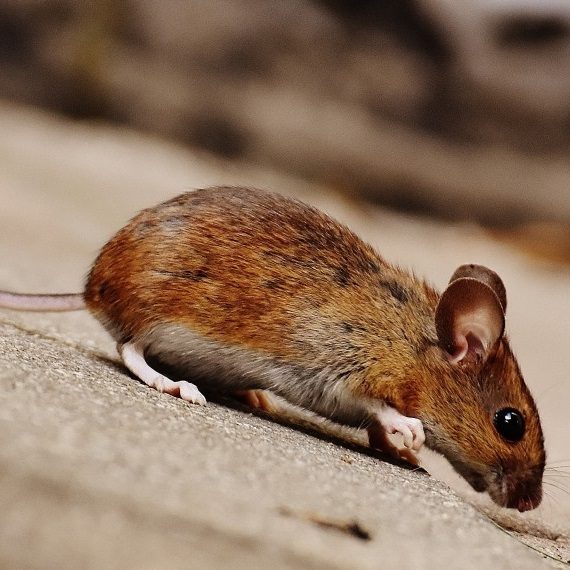 Mice, Pest Control in Chertsey, Ottershaw, Longcross, KT16. Call Now! 020 8166 9746