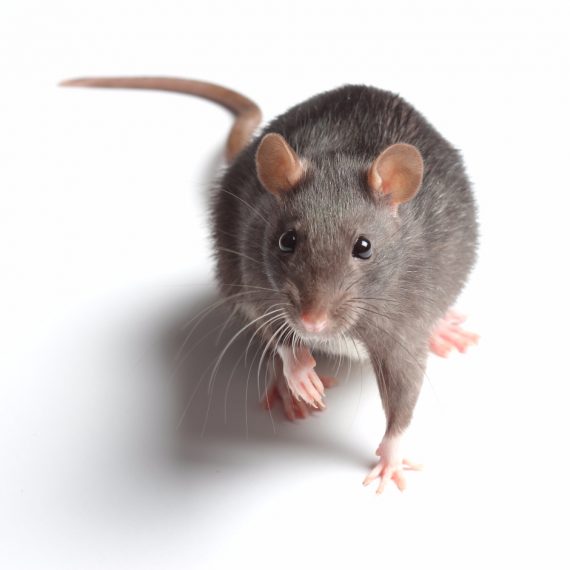Rats, Pest Control in Chertsey, Ottershaw, Longcross, KT16. Call Now! 020 8166 9746