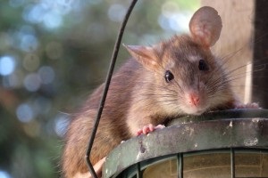 Rat Control, Pest Control in Chertsey, Ottershaw, Longcross, KT16. Call Now 020 8166 9746
