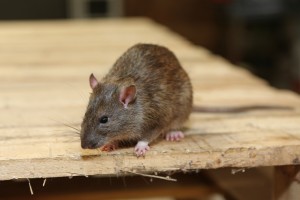 Rodent Control, Pest Control in Chertsey, Ottershaw, Longcross, KT16. Call Now 020 8166 9746