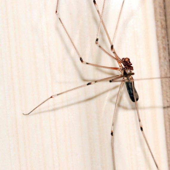Spiders, Pest Control in Chertsey, Ottershaw, Longcross, KT16. Call Now! 020 8166 9746