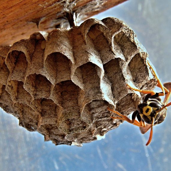 Wasps Nest, Pest Control in Chertsey, Ottershaw, Longcross, KT16. Call Now! 020 8166 9746